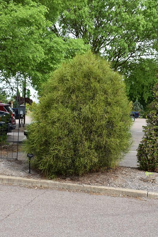 Thuja Orientalis 'franky Boy' - View 9 from www redcrocus com