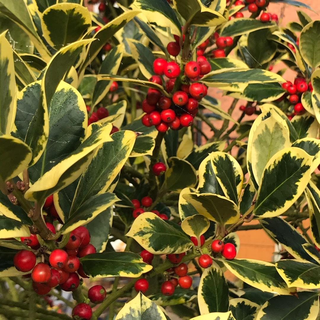 Ilex X Monarch - View 18 from www redcrocus com