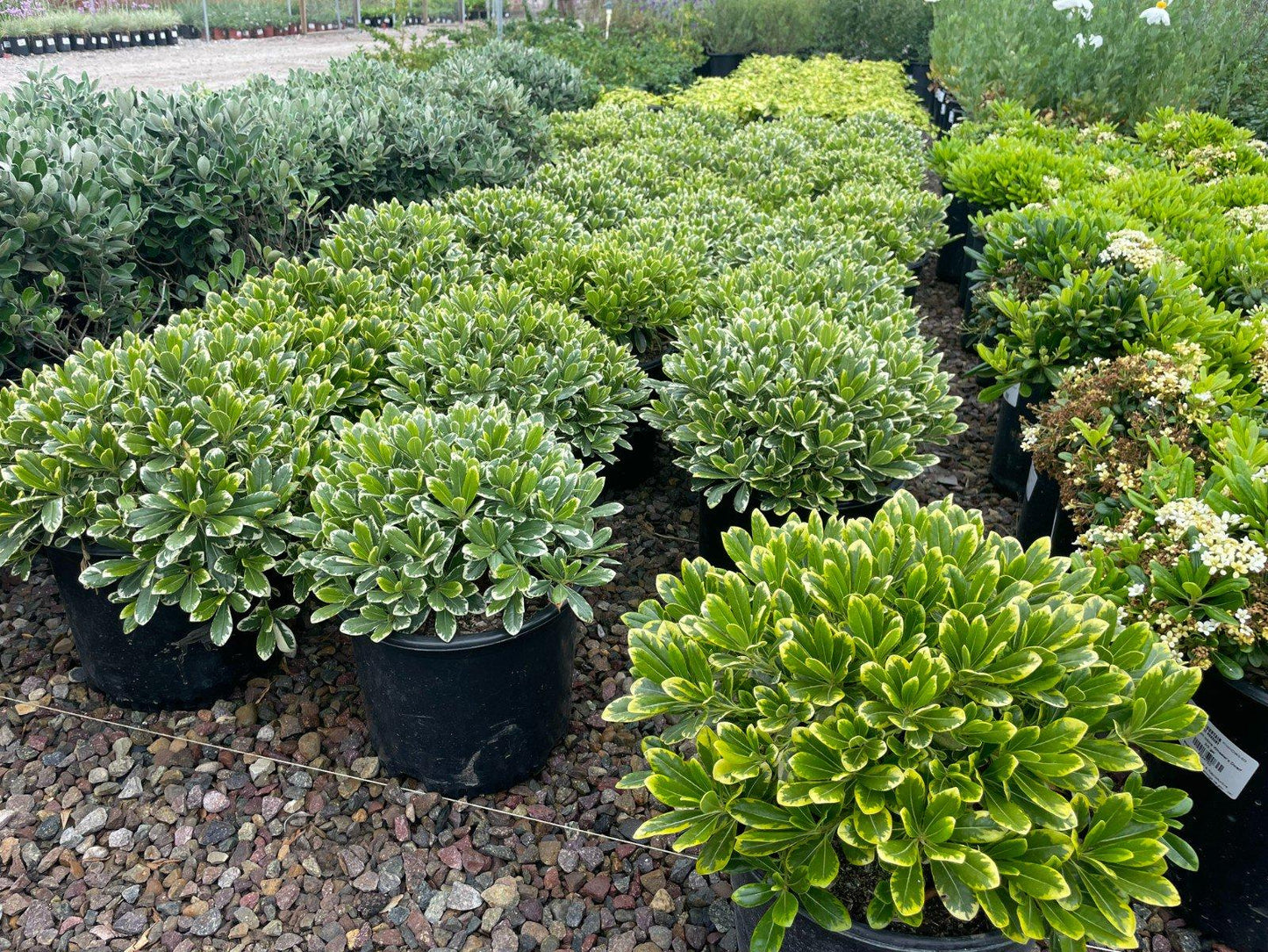 Buxus Microphylla 'morris Midget' - View 12 from www redcrocus com