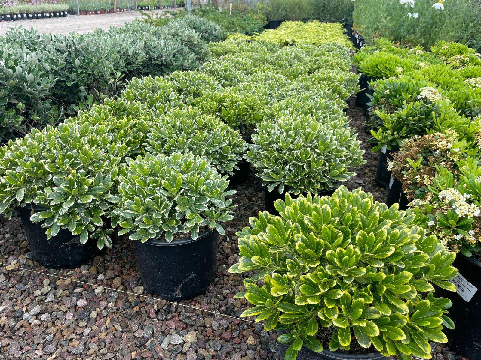 Buxus Microphylla 'morris Midget' - View 12 from www redcrocus com