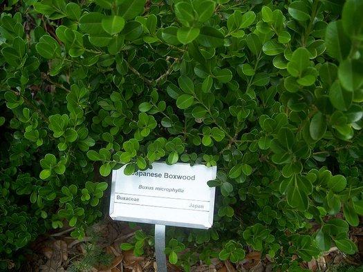 Buxus Microphylla 'morris Midget' - View 13 from www redcrocus com