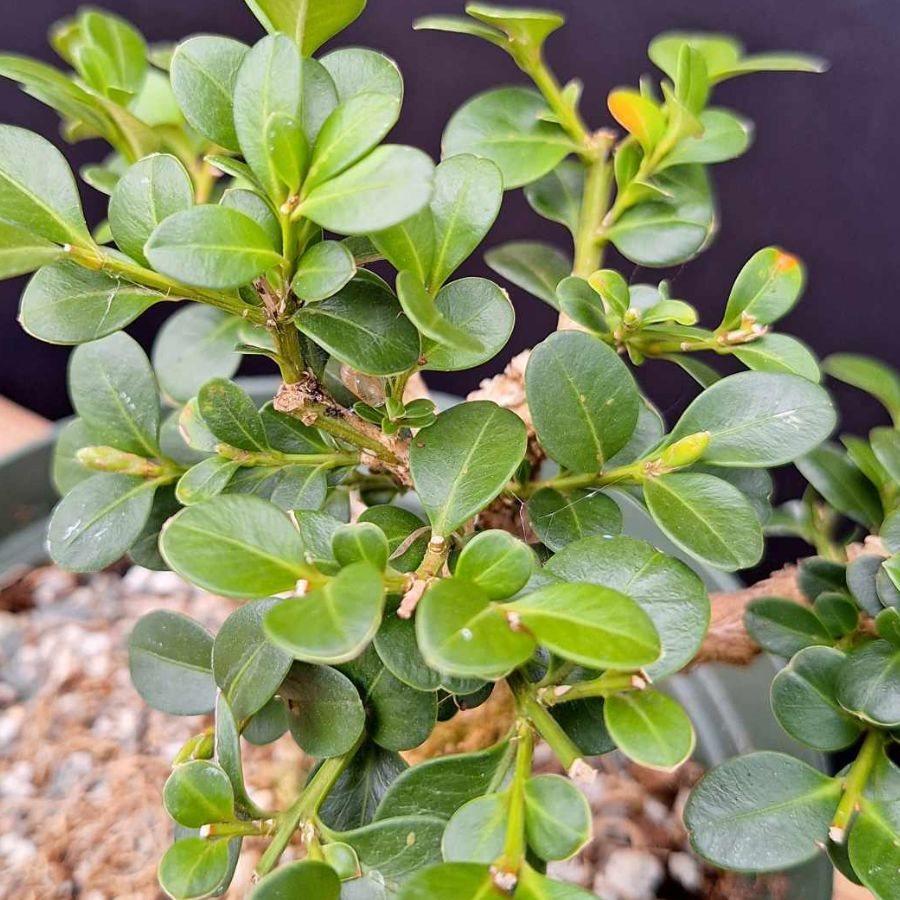 Buxus Microphylla 'morris Midget' - View 14 from www redcrocus com