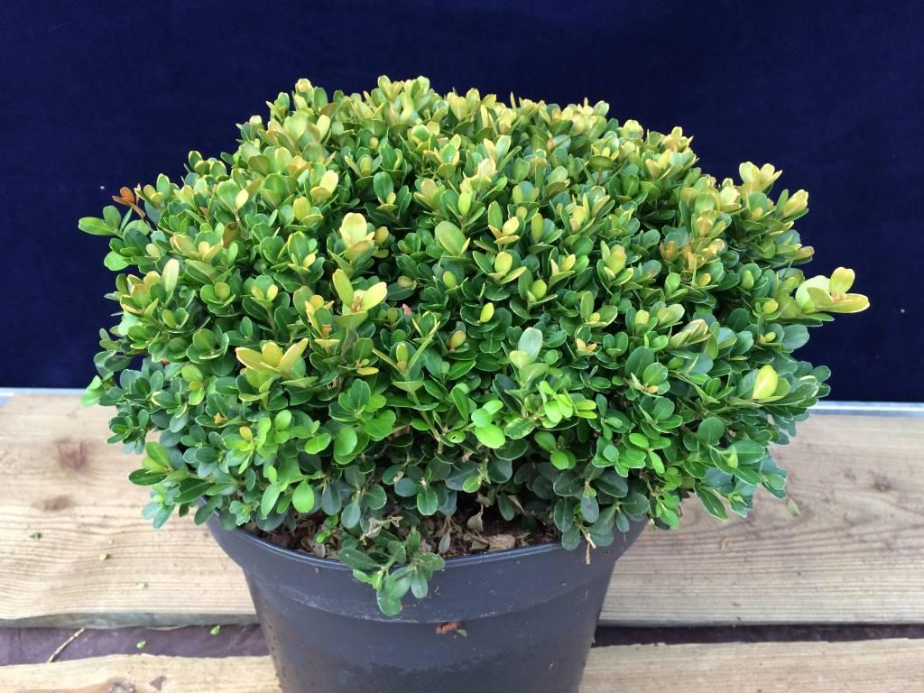 Buxus Microphylla 'morris Midget' - View 16 from www redcrocus com