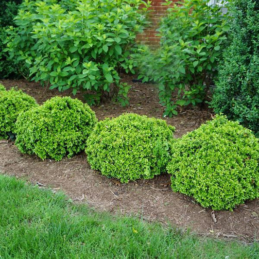 Buxus Microphylla 'morris Midget' - View 1 from www redcrocus com