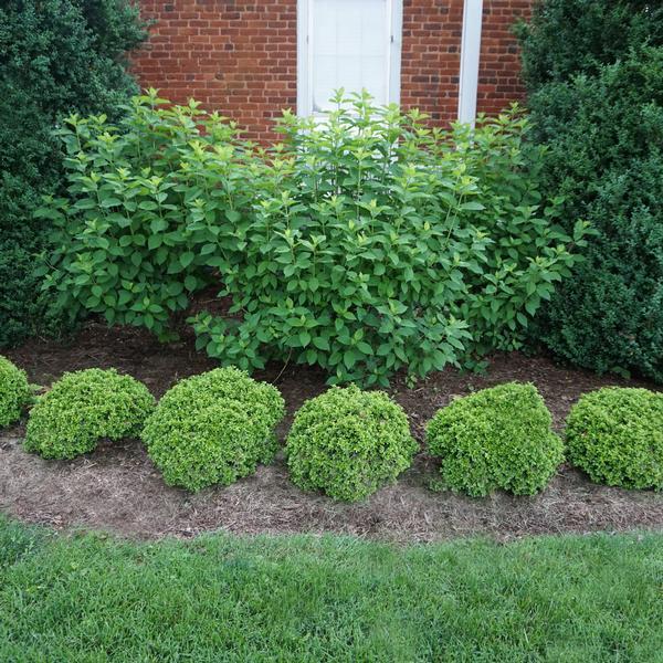 Buxus Microphylla 'morris Midget' - View 2 from www redcrocus com
