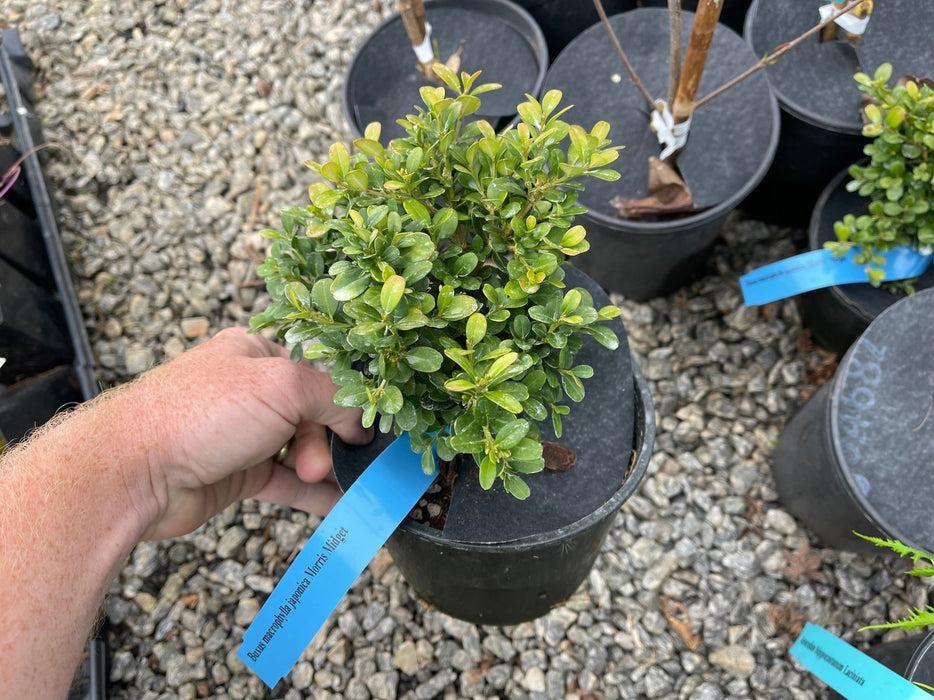 Buxus Microphylla 'morris Midget' - View 4 from www redcrocus com