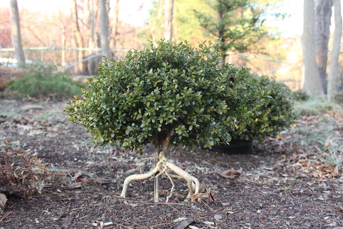 Buxus Microphylla 'morris Midget' - View 5 from www redcrocus com