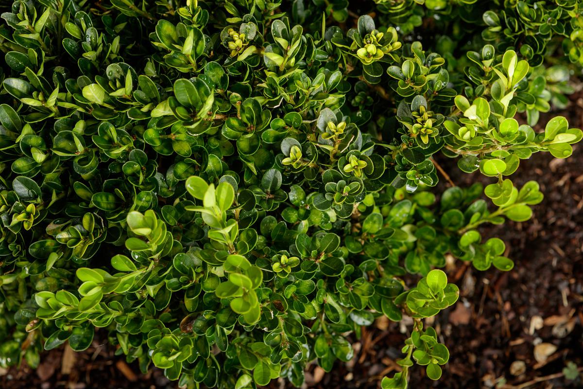 Buxus Microphylla 'morris Midget' - View 8 from www redcrocus com