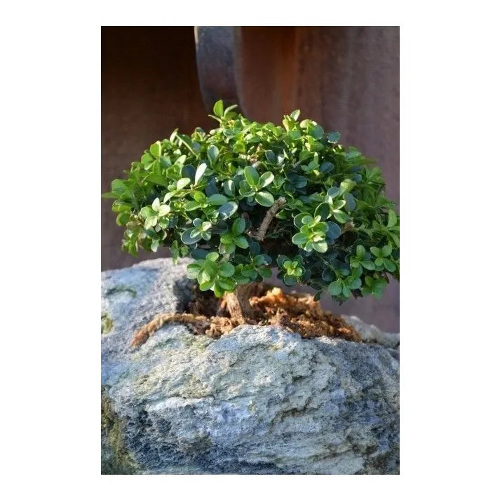 Buxus Microphylla 'morris Midget' - View 9 from www redcrocus com