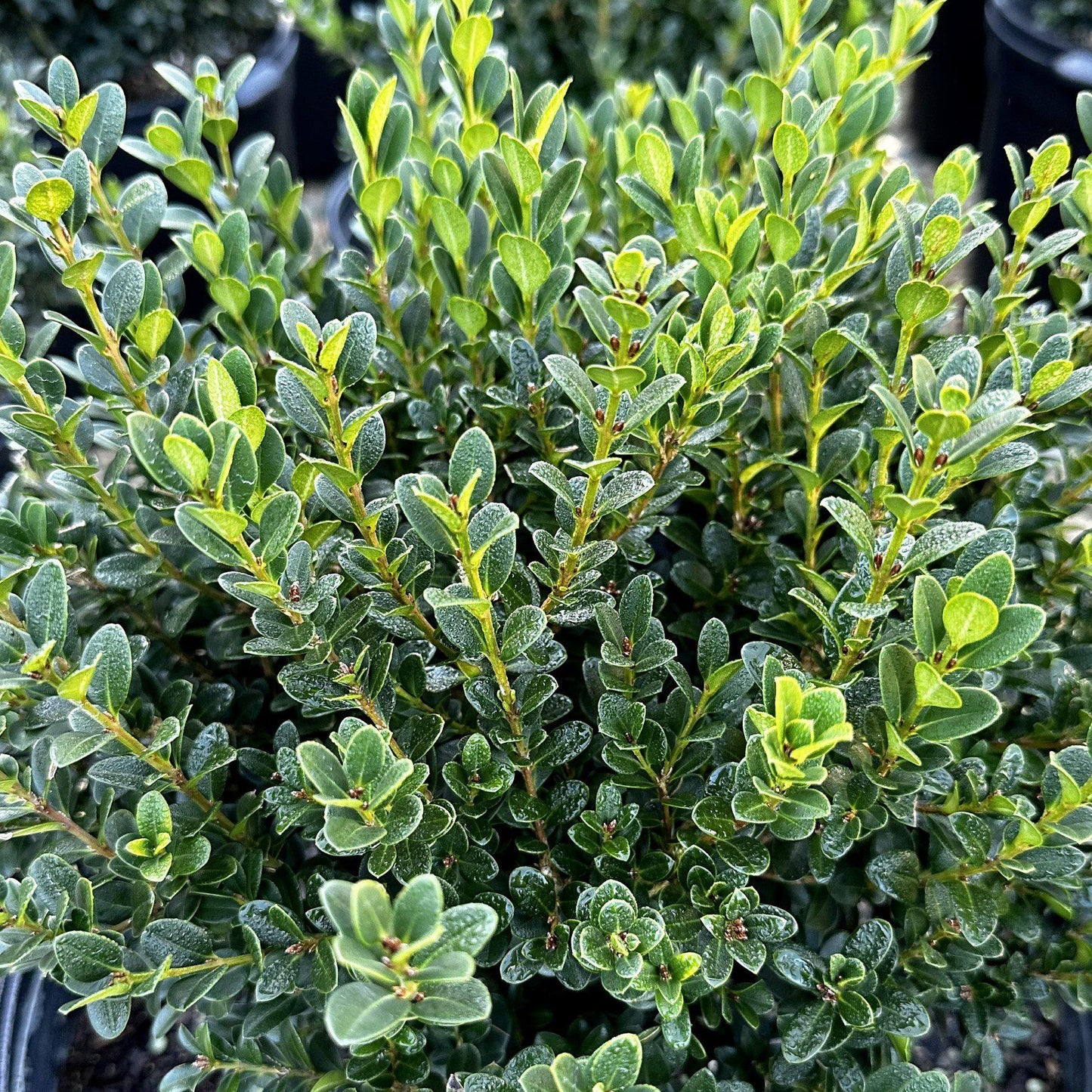 Buxus Microphylla Little Missy - View 17 from www redcrocus com