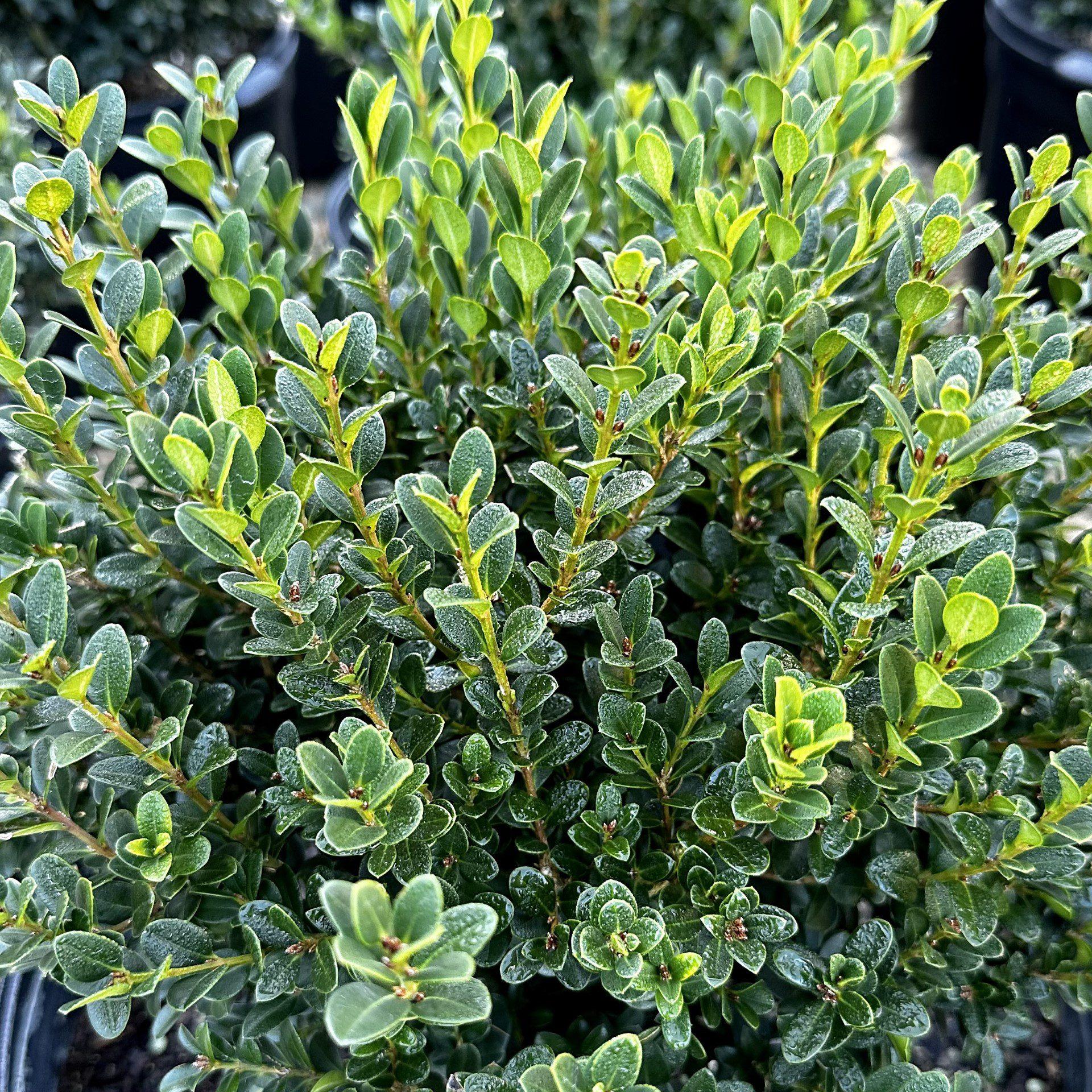 Buxus Microphylla Little Missy - View 17 from www redcrocus com