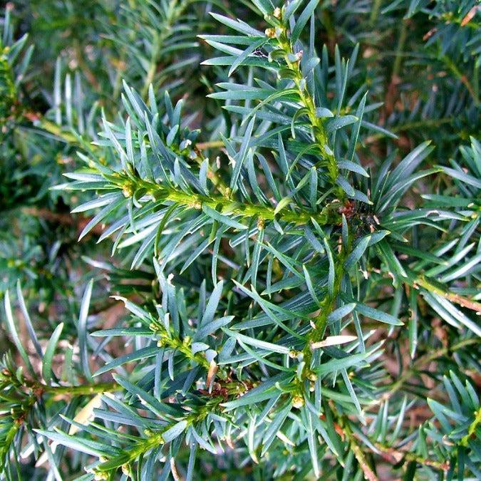 Taxus Media Hicksii - View 14 from www redcrocus com