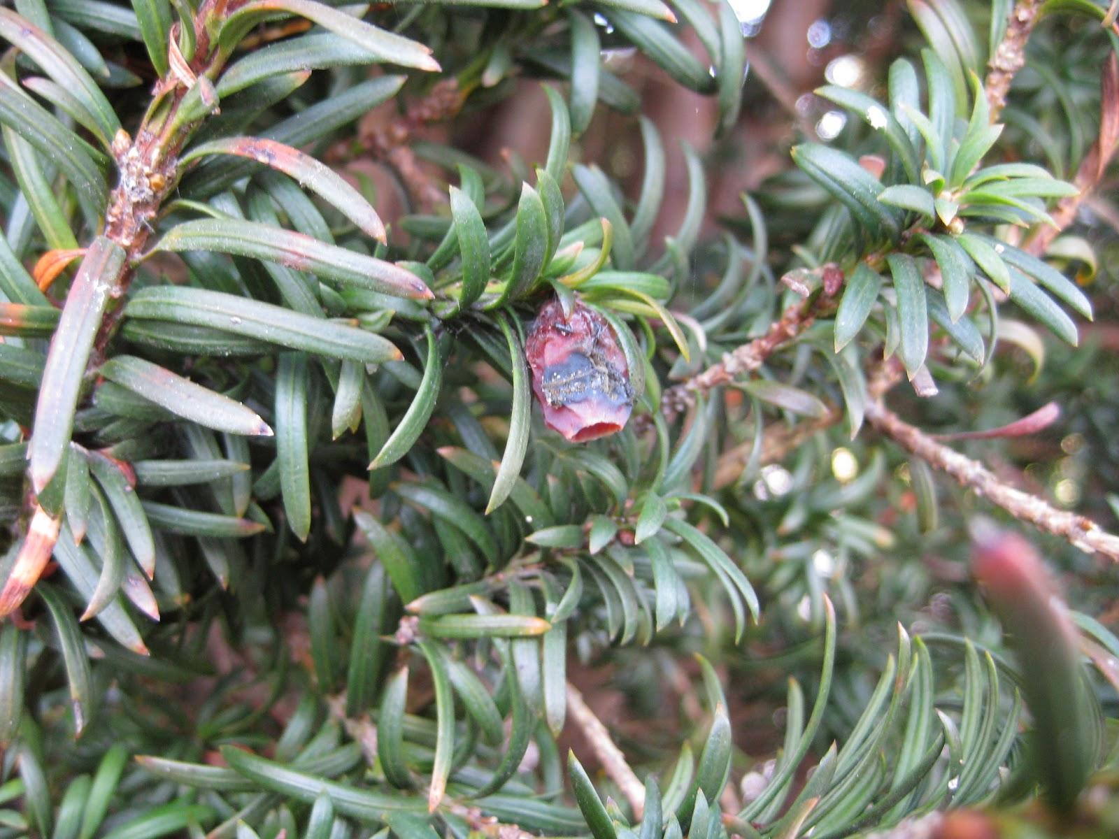 Taxus Media Hicksii - View 17 from www redcrocus com