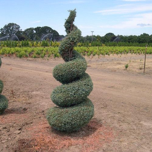 Chamaecyparis Pisifera 'cyano Viridis', Mini Evergreen - View 14 from www redcrocus com