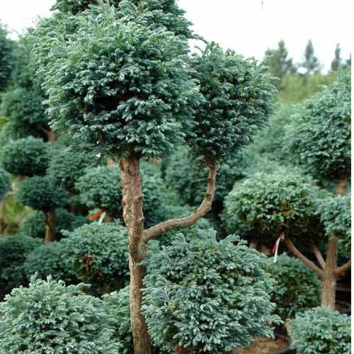 Chamaecyparis Pisifera 'cyano Viridis', Mini Evergreen - View 1 from www redcrocus com