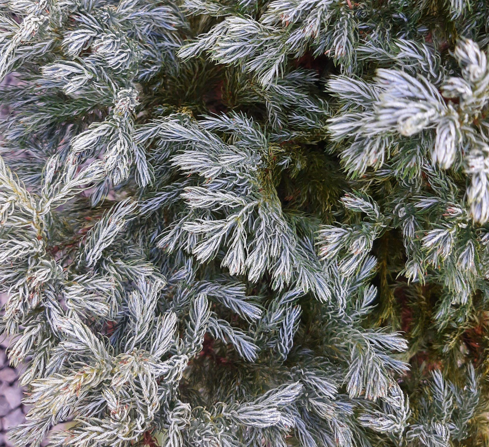 Chamaecyparis Pisifera 'cyano Viridis', Mini Evergreen - View 4 from www redcrocus com