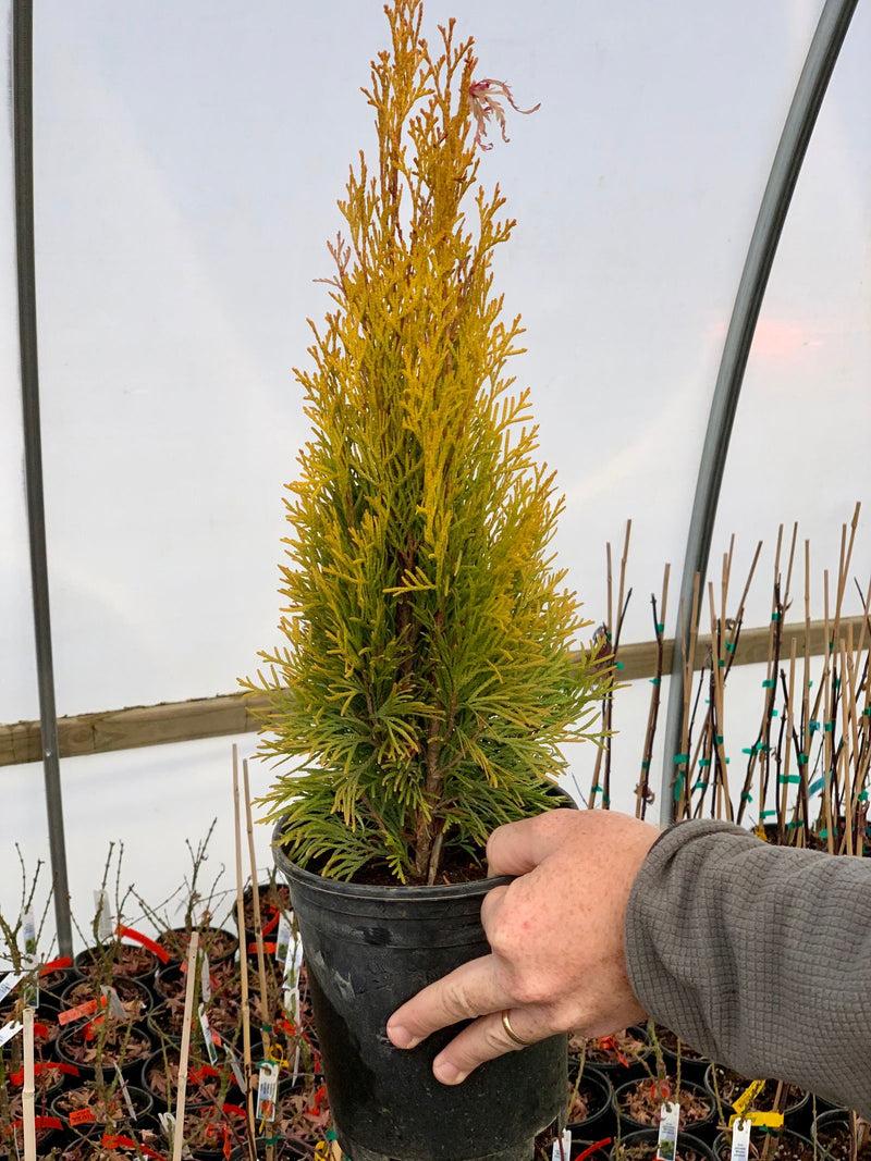 Thuja Occidentalis 'highlights' - View 14 from www redcrocus com