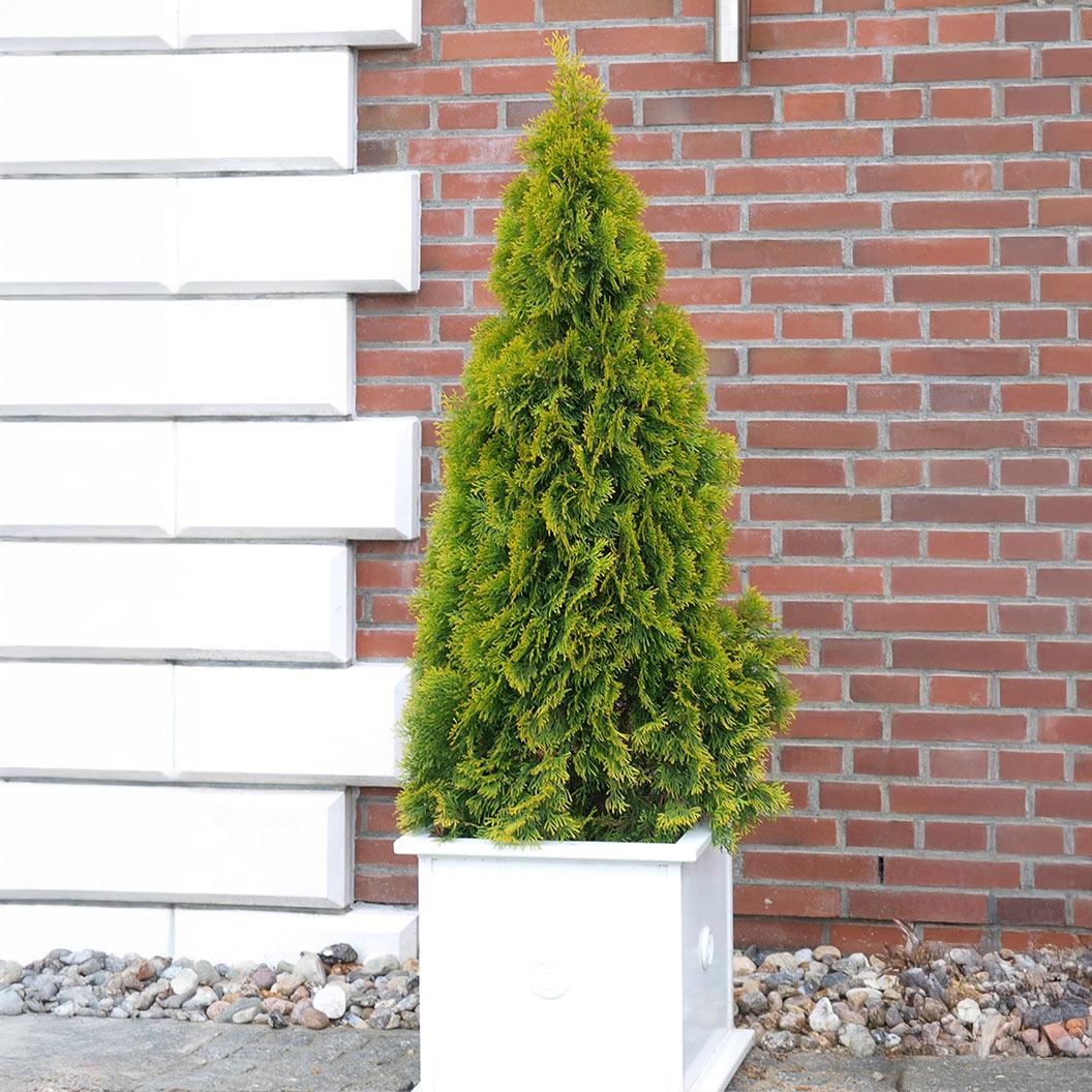 Thuja Occidentalis 'highlights' - View 17 from www redcrocus com