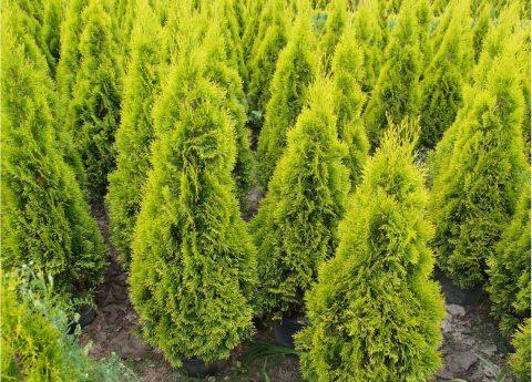 Thuja Occidentalis 'highlights' - View 1 from www redcrocus com
