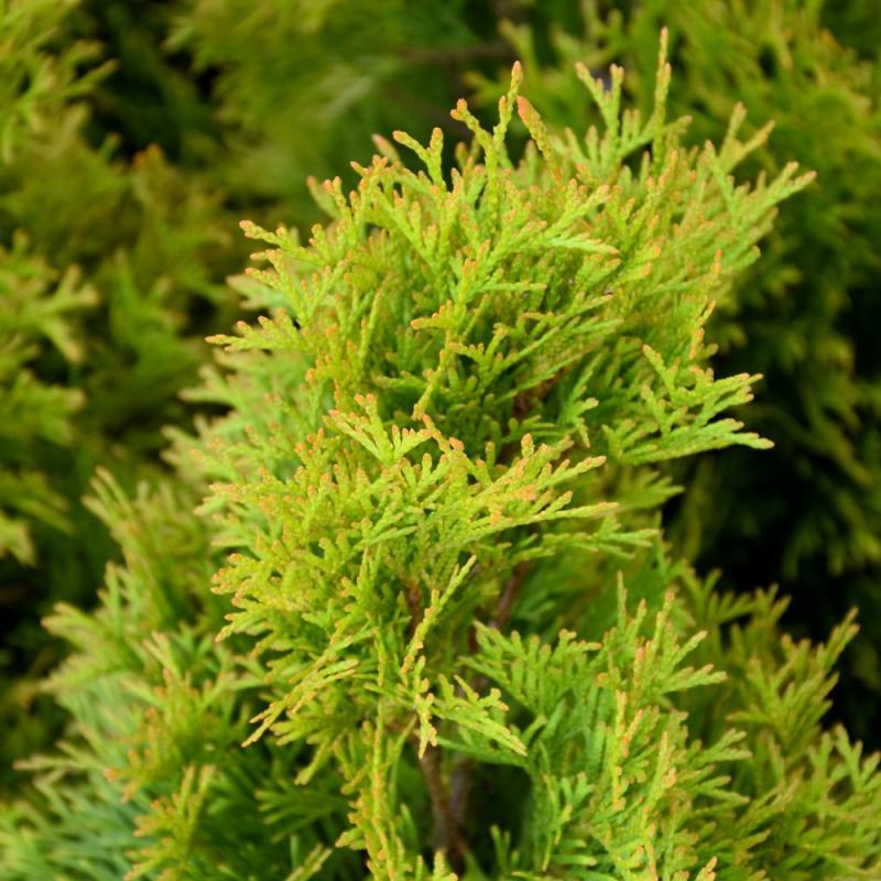 Thuja Occidentalis 'highlights' - View 26 from www redcrocus com