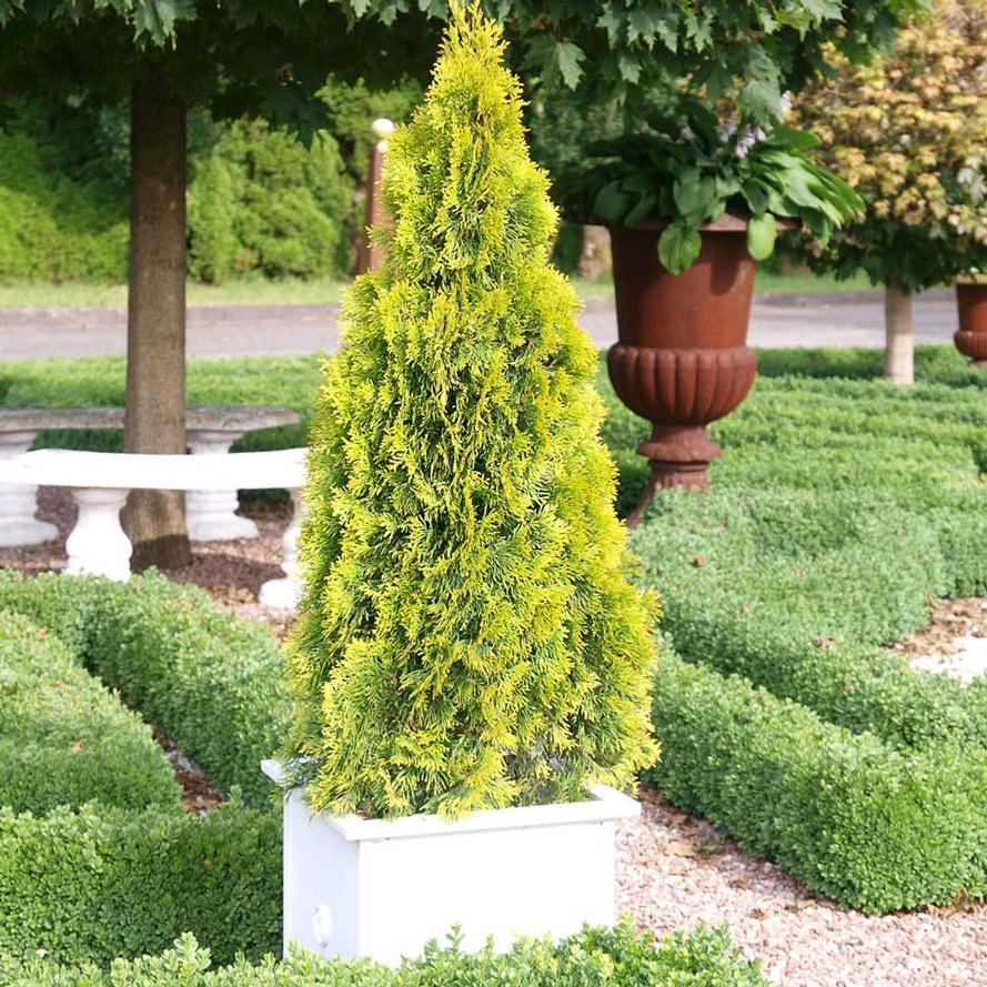 Thuja Occidentalis 'highlights' - View 28 from www redcrocus com