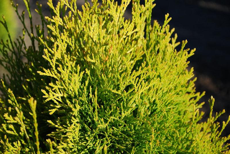 Thuja Occidentalis 'highlights' - View 29 from www redcrocus com