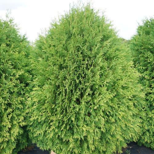 Thuja Occidentalis 'highlights' - View 33 from www redcrocus com