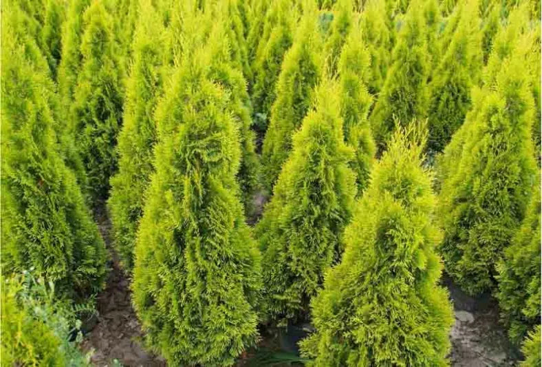 Thuja Occidentalis 'highlights' - View 34 from www redcrocus com