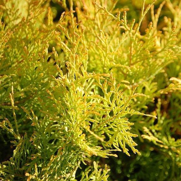 Thuja Occidentalis 'highlights' - View 35 from www redcrocus com