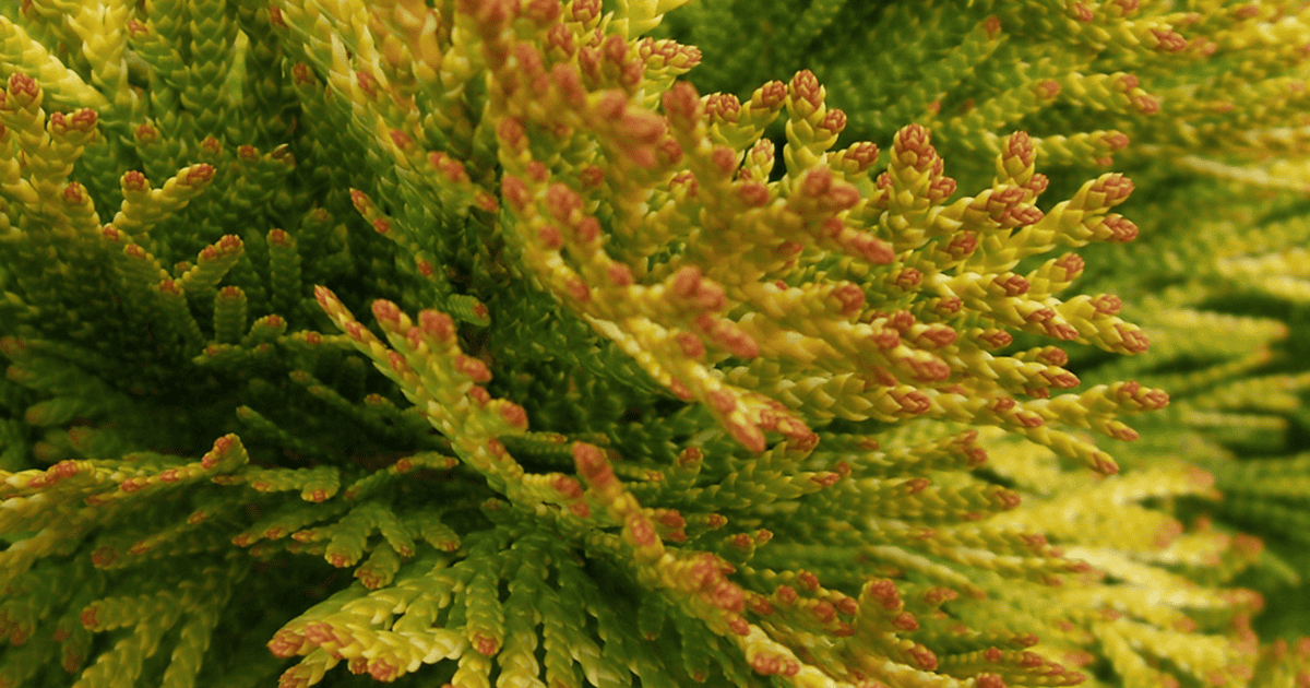 Thuja Occidentalis 'highlights' - View 8 from www redcrocus com