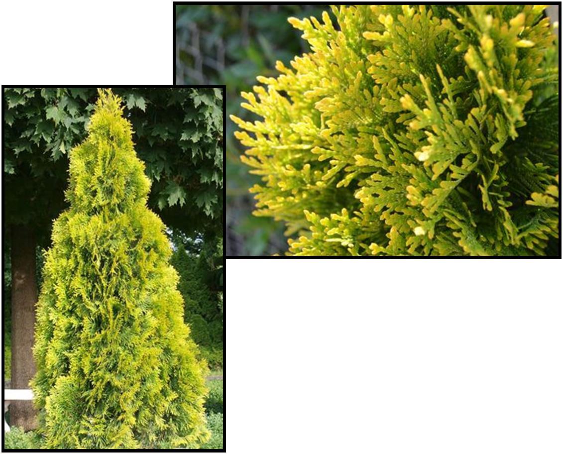 Thuja Occidentalis 'highlights' - View 9 from www redcrocus com