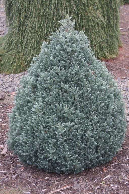 Chamaecyparis Pisifera Baby Blue - View 10 from www redcrocus com