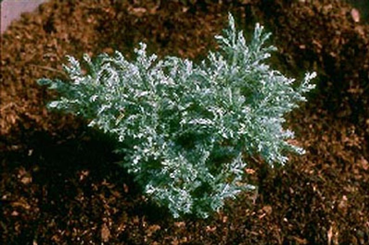 Chamaecyparis Pisifera Baby Blue - View 11 from www redcrocus com