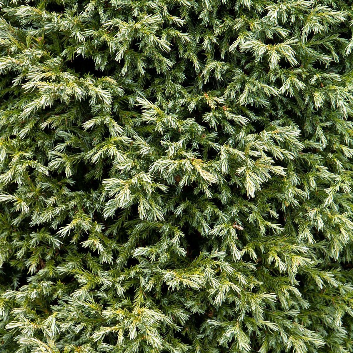 Chamaecyparis Pisifera Baby Blue - View 12 from www redcrocus com