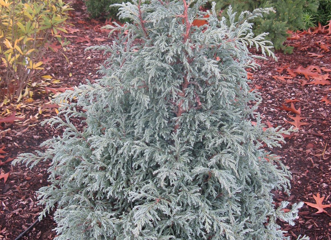 Chamaecyparis Pisifera Baby Blue - View 13 from www redcrocus com