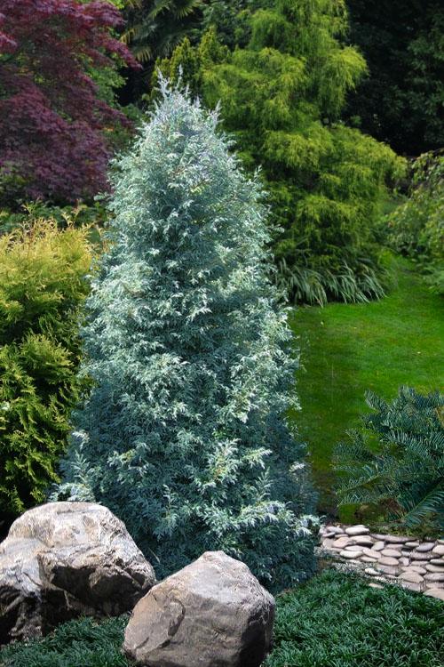 Chamaecyparis Pisifera Baby Blue - View 14 from www redcrocus com