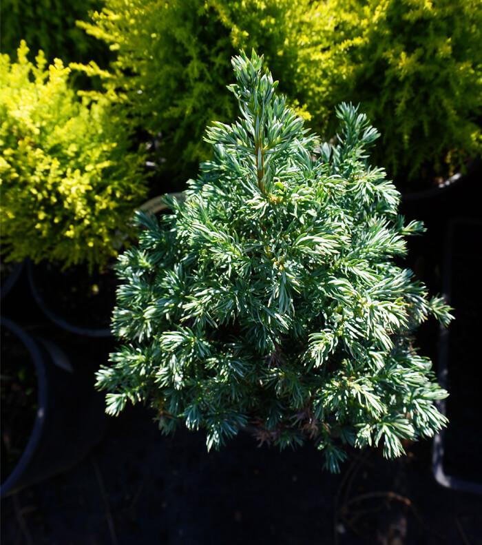 Chamaecyparis Pisifera Baby Blue - View 16 from www redcrocus com
