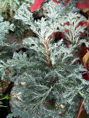 Chamaecyparis Pisifera Baby Blue - View 17 from www redcrocus com