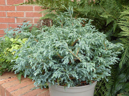 Chamaecyparis Pisifera Baby Blue - View 1 from www redcrocus com