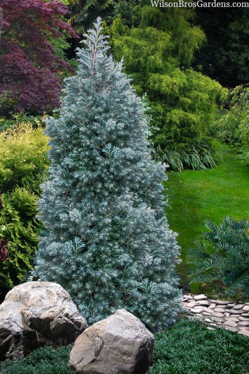 Chamaecyparis Pisifera Baby Blue - View 5 from www redcrocus com