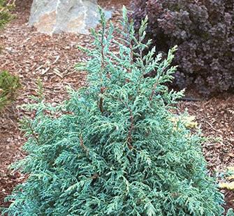 Chamaecyparis Pisifera Baby Blue - View 6 from www redcrocus com