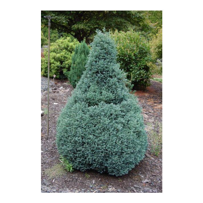 Chamaecyparis Pisifera Baby Blue - View 7 from www redcrocus com