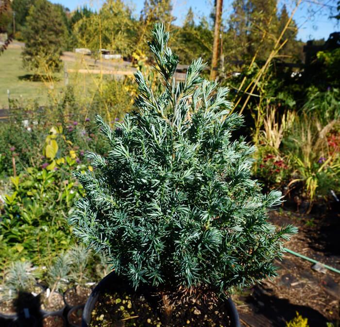 Chamaecyparis Pisifera Baby Blue - View 9 from www redcrocus com