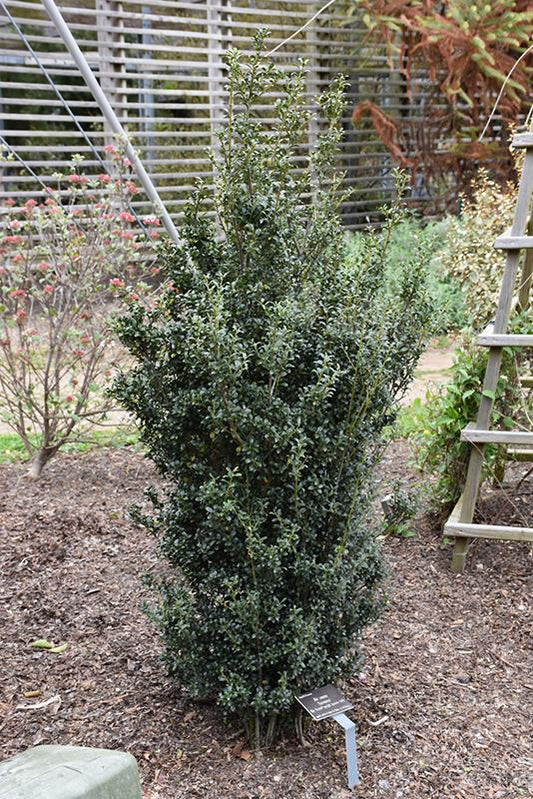 Ilex Crenata Sky Box - View 1 from www redcrocus com