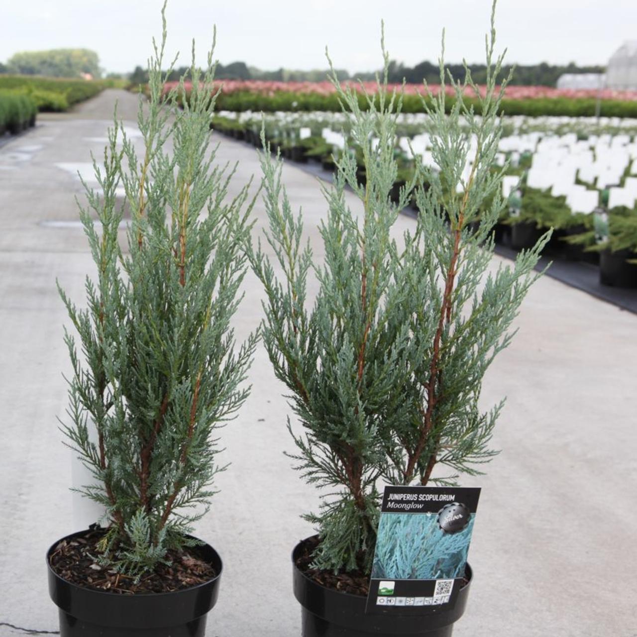 Juniperus Scopulorum 'moonglow' - View 10 from www redcrocus com