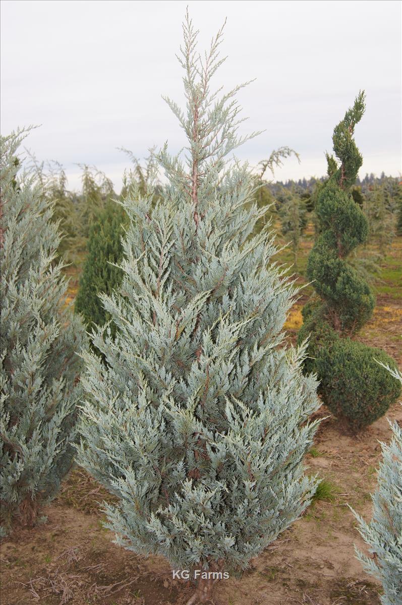 Juniperus Scopulorum 'moonglow' - View 14 from www redcrocus com