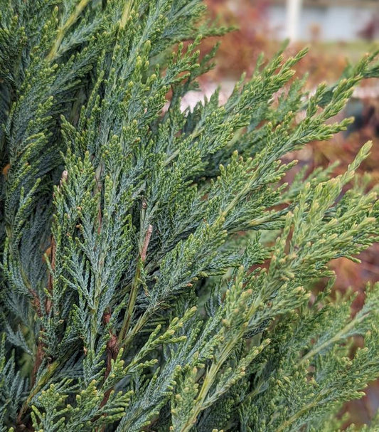 Juniperus Scopulorum 'moonglow' - View 1 from www redcrocus com