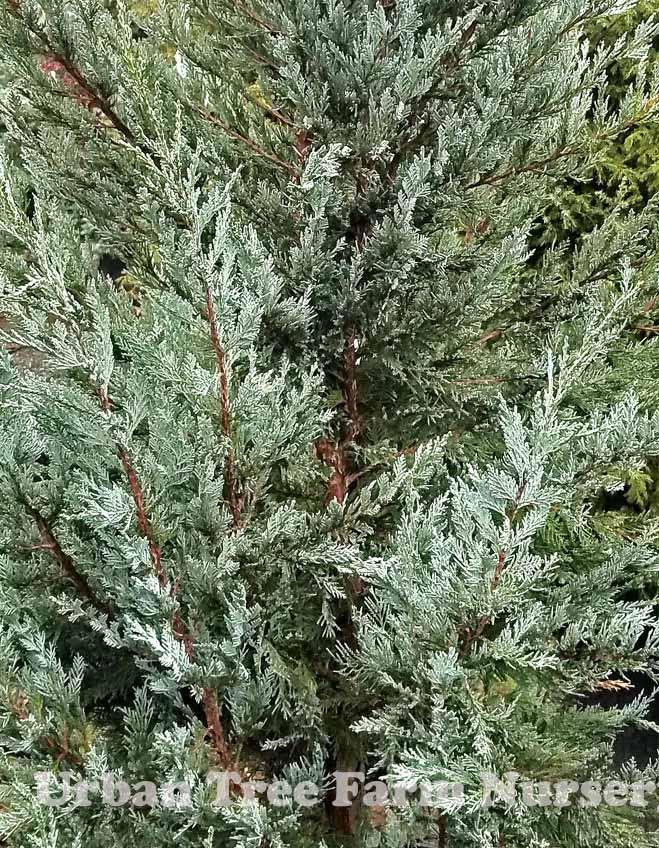 Juniperus Scopulorum 'moonglow' - View 21 from www redcrocus com