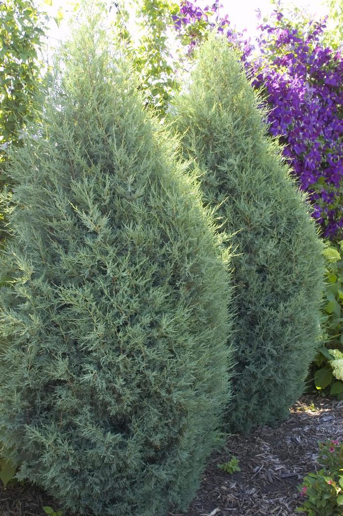Juniperus Scopulorum 'moonglow' - View 33 from www redcrocus com