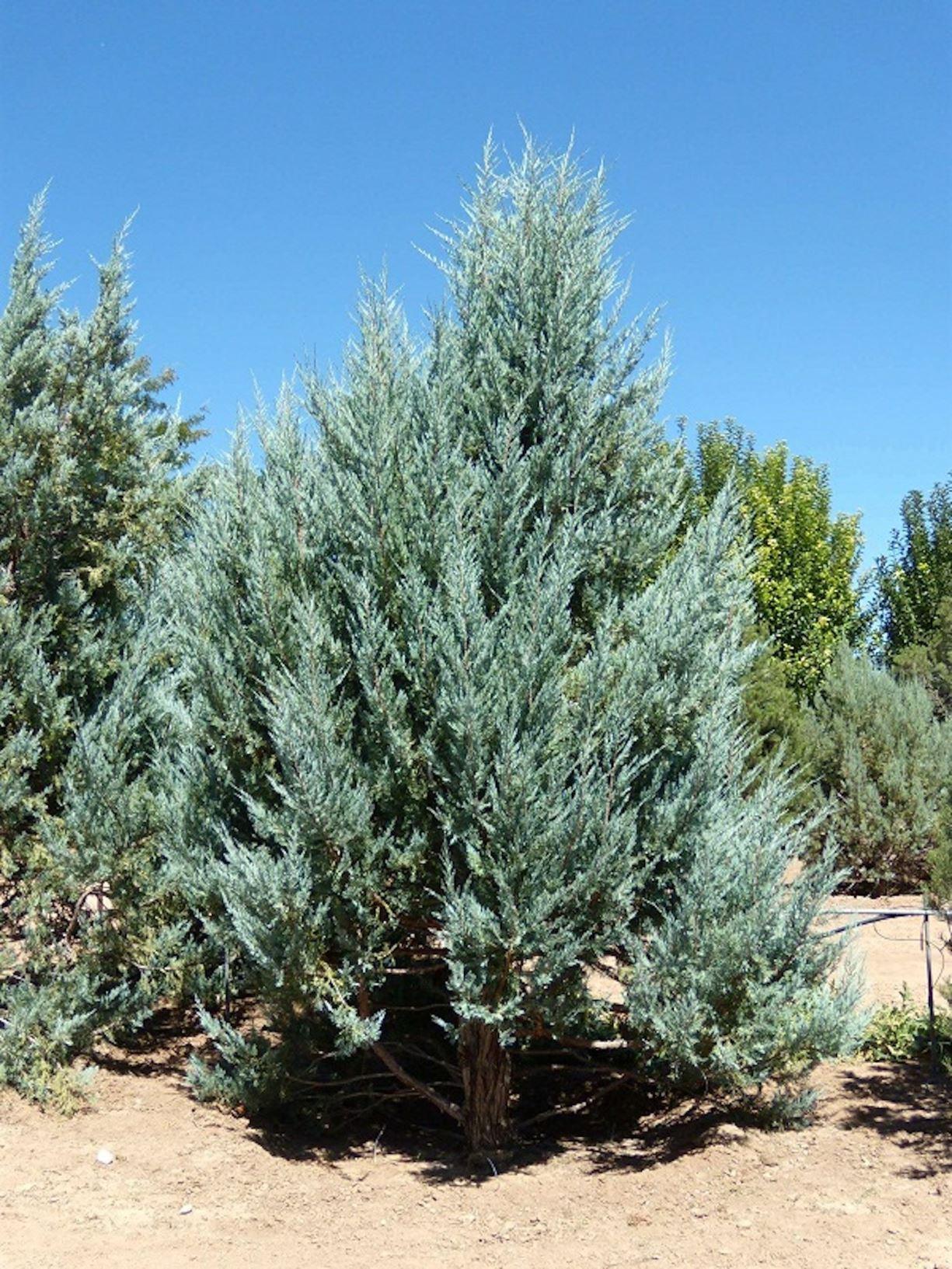 Juniperus Scopulorum 'moonglow' - View 5 from www redcrocus com